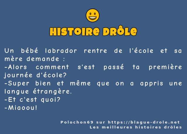 Un bébé labrador rentre de l'école et sa...