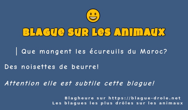 Que mangent les écureuils du Maroc?