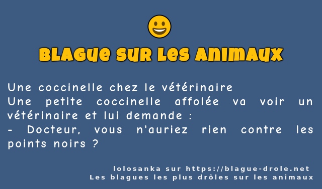Une coccinelle chez le vétérinaire