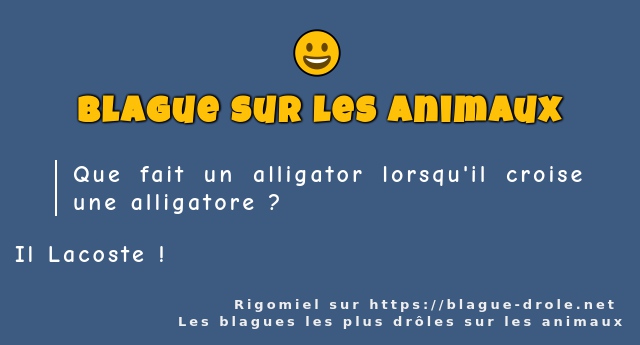 Que fait un alligator lorsqu'il croise une...