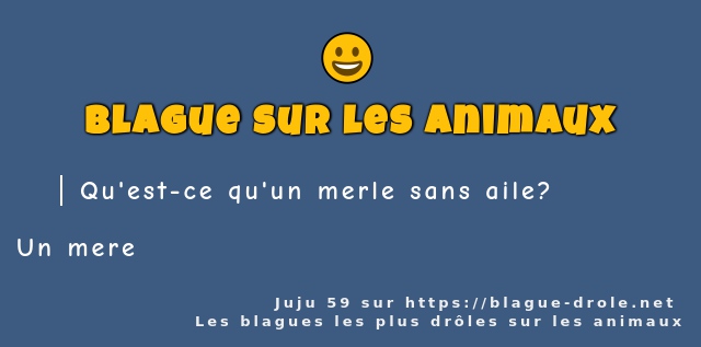 Qu'est-ce qu'un merle sans aile?
